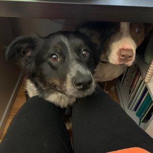 Meet your Posher, Cyndi